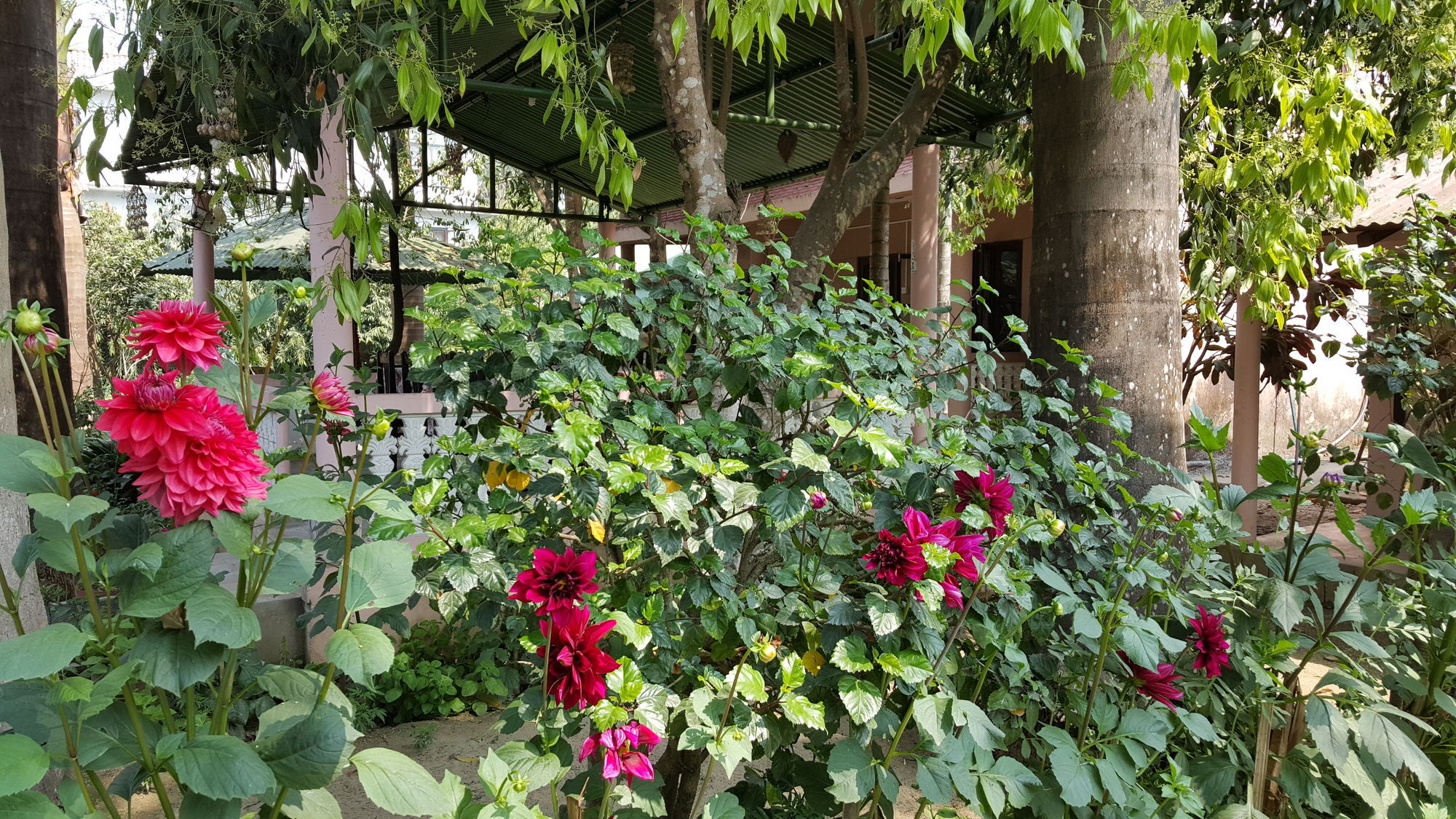 Ama Garden Sauraha Hotel Exterior foto